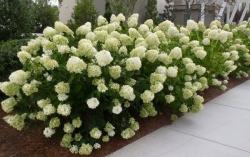 Sadnice - žbunaste vrste: Hydrangea paniculata  Limelight 