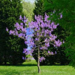 Seme drveća: Paulovnija (Paulownia) tomentosa + GRATIS