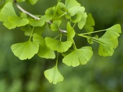 Seme drveća: Ginko Biloba/ sadnice