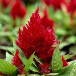 Seme cveća: Petlova kresta ( celosia plumosa)