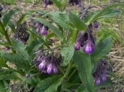 Začini i lekovito bilje: Gavez svež koren za sadnju (300 grama)