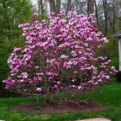 Sadnice - drveće: Magnolija Suzan/ seme