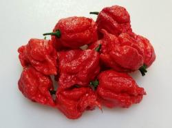 Seme povrća: Pepper XXX/chilly/ seme