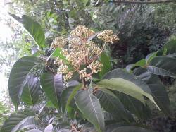 Seme drveća: Evodia - seme