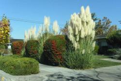 Sadnice - žbunaste vrste: Pampas trava (Cortaderia selloana) - bela.