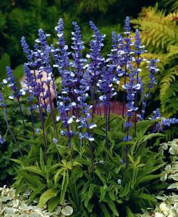 Seme cveća: Salvia farinacea (Fairy Queen)