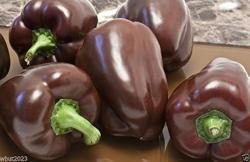 Seme povrća: Chocolate Beauty/ Paprika babura