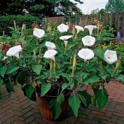 Seme cveća: Datura