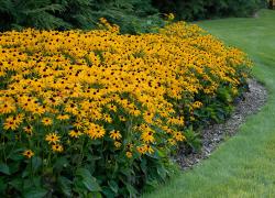 Seme cveća: Rudbeckia fulgida-pupavica