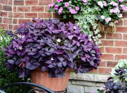 Lukovice: Oxalis triangularis