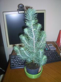 Sadnice - drveće: Pinus pinea SILVER CREST -PINJOL