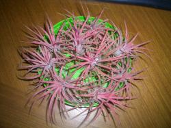 Sadnice - sobne biljke: Tillandsia ionantha