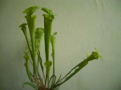 Biljke mesožderke: Sarracenia flava