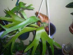 Sadnice - sobne biljke: Platycerium bifurcatum/jelenski rogovi