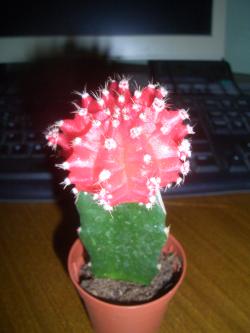 Kaktusi: GYMNOCALYCIUM HIBOTAN