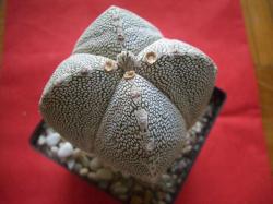 Kaktusi: Astrophytum onzuka quadricost.