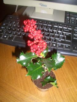Sadnice - drveće: ILEX AQUIFOLIUM / BOZIKOVINA