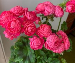 Sadnice - sobne biljke: Dynasty Daji