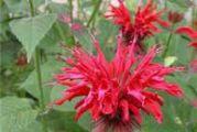 Perene: MONARDA-INDIJSKA KOPRIVA 2KOM