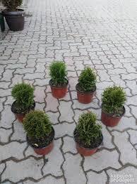 Sadnice - žbunaste vrste: kuglasta tuja 