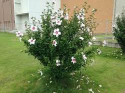 Sadnice - žbunaste vrste: sirijska ruža/baštenski hibiskus