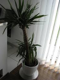 Sadnice - sobne biljke: dracena-drvo života
