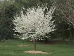 Sadnice - drveće: judino drvo beli cvet