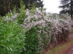 Sadnice - puzavice: clematis vitallba sadnica 