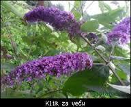 Sadnice - žbunaste vrste: budleja-plava