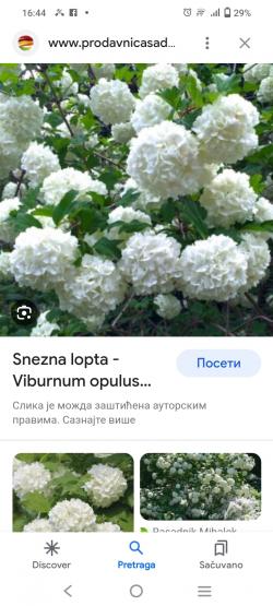 Sadnice - drveće: Snežna lopta ,viburnum