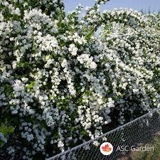 Sadnice - žbunaste vrste: pajasmin beli cvet 