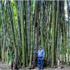 Trave: bambus visoki zeleni