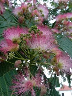 Seme drveća: svileno drvo/japanska mimoza 20semenki