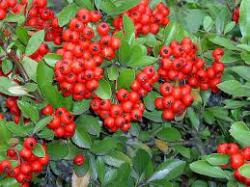 Seme žbunastih vrsta: pirokanta crvenih bobica 50semenki 