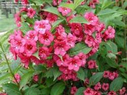 Sadnice - žbunaste vrste: vajgelija crveni cvet(red rubin)