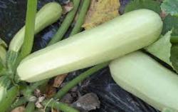 Seme povrća: tikvica bela beogradska 10semenki