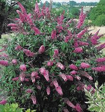 Sadnice - drveće: budleja roze 
