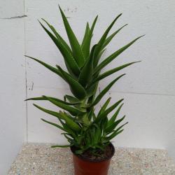 Sadnice - sobne biljke: Aloja zelena