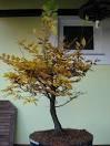 Bonsai: grab sadnica oko 40 cm oformljena kao bonsai