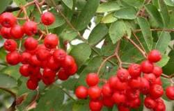 Sadnice - drveće: jarebika sadnica(sorbus akuparia)