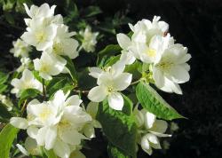 Sadnice - žbunaste vrste: jasmin beli baštenski u kontejneru 