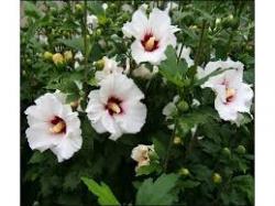Sadnice - žbunaste vrste: hibiskus sirijska ruža