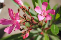 Seme žbunastih vrsta: rozi lijander50sem