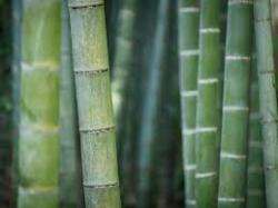 Trave: zeleni bambus (PHYLLOSTACHYS BISSETI)