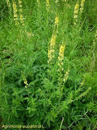 Začini i lekovito bilje: petrovac-agrimonia eupatoria10sad