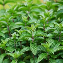 Perene: Nana menta