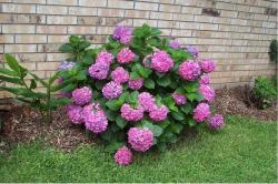 Sadnice - žbunaste vrste: hortenzija roze cvet-sadnica 30cm