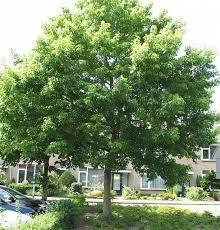 Sadnice - drveće: acer negundo(pajavac,pajavor)