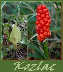 Lukovice: kozlac(arum)