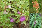 Seme cveća: impatiens balzamina retka50sem
